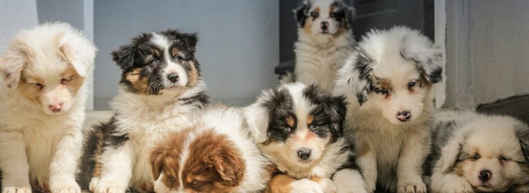 Because pets deserve the best