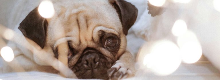 Caring for pets, creating smiles